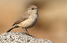 Rock Wren Pic