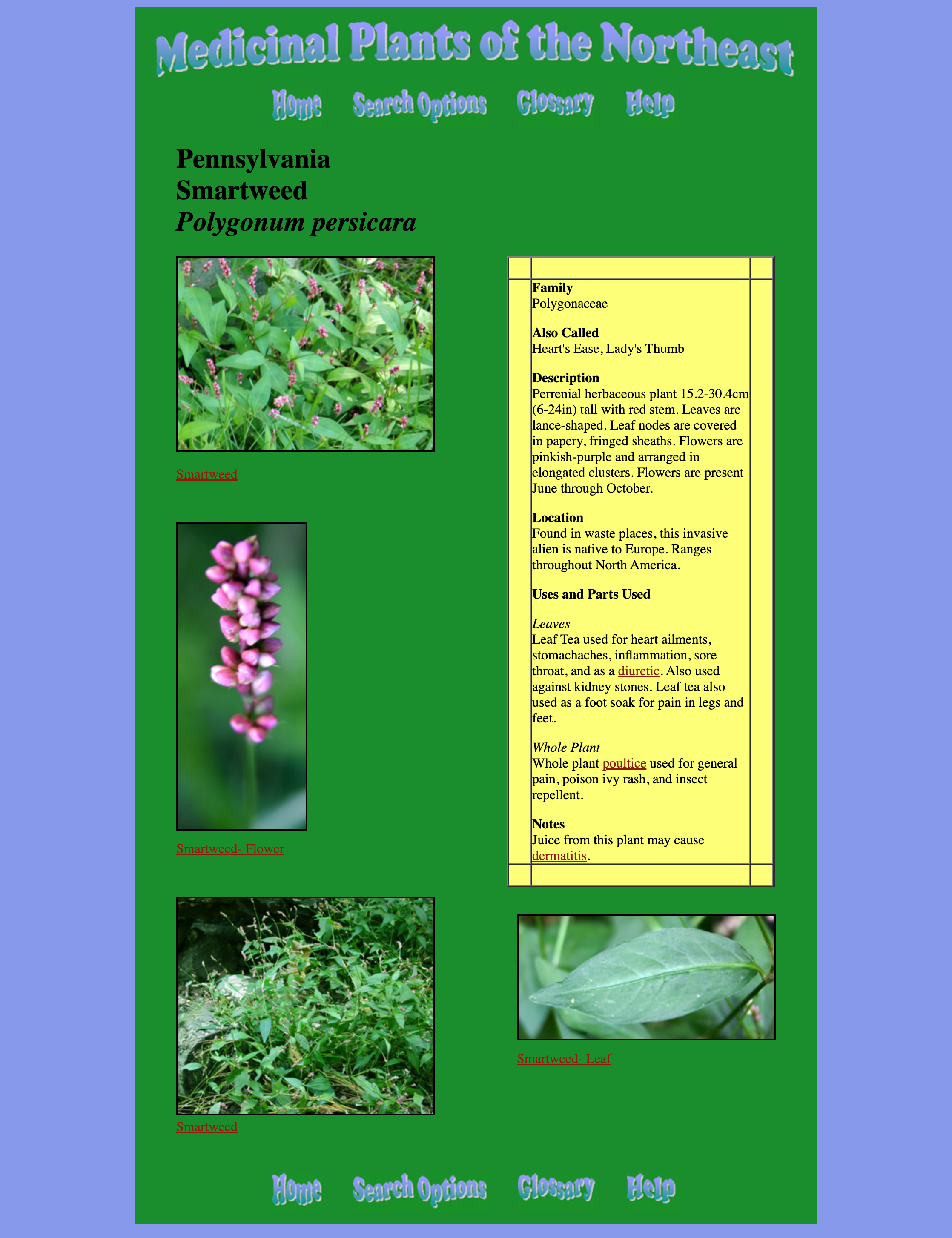 http://www.bio.brandeis.edu/fieldbio/medicinal_plants/pages/smartweed.html