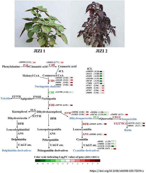 Red leaf colour of _Perilla frutescens_ (Tweet #9)