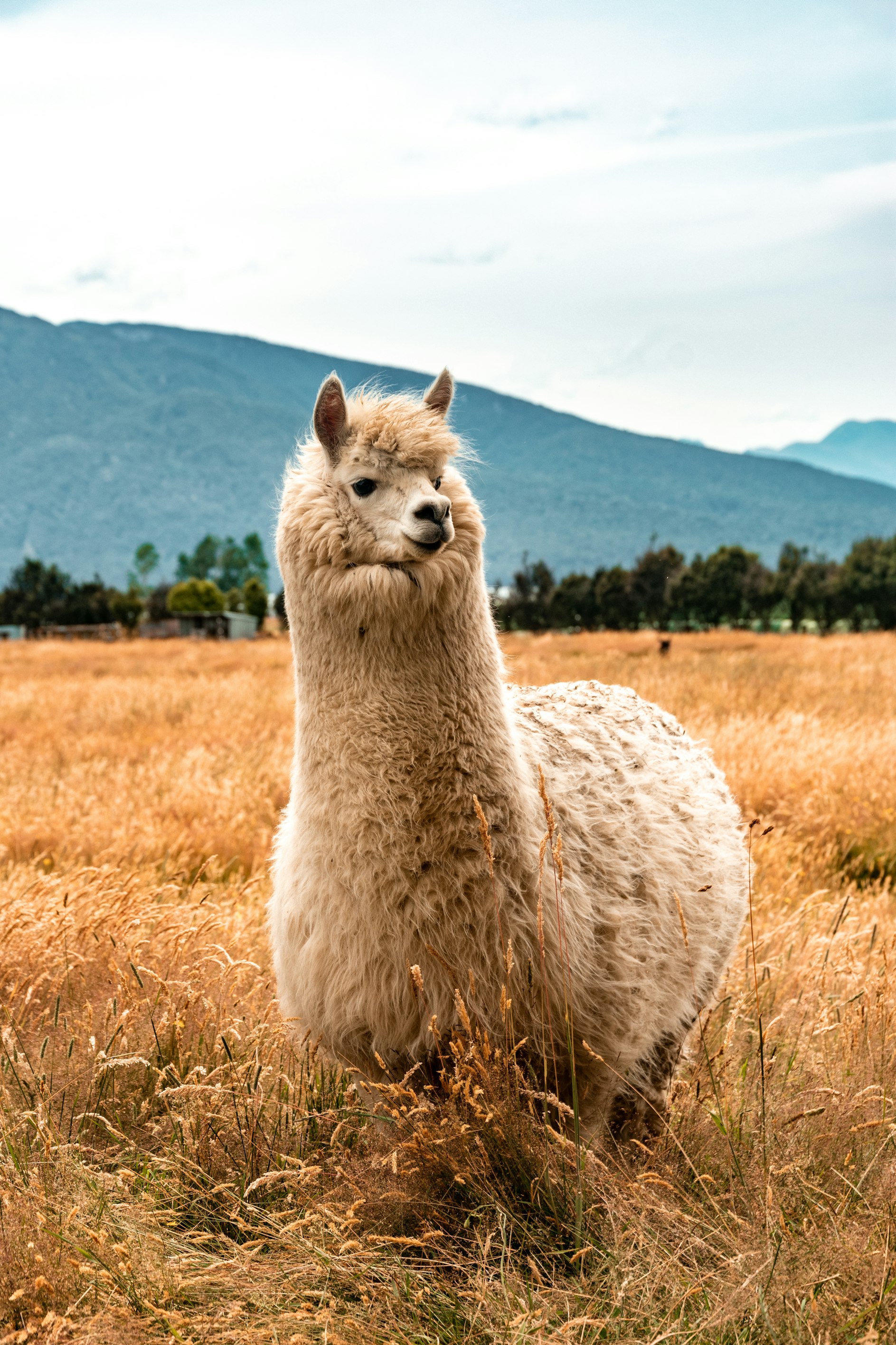 LAMA