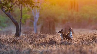 Wallabies at sunrise, Australia