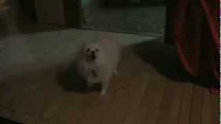 Cool Dog Picks Up Bitches at the Rave