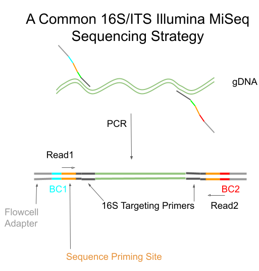 16S Seq Strategy