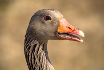 goose image