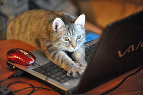 programming_cat