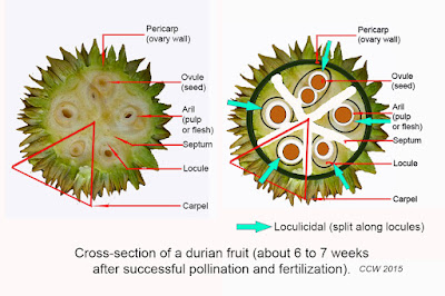 durian