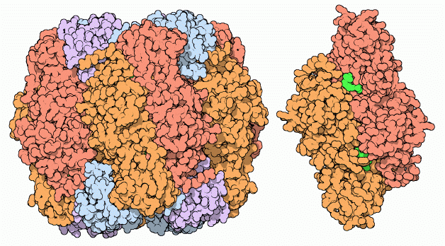 RuBisCO illustration by David Goodsell