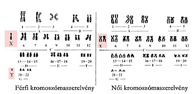 kromoszómák