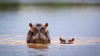 Hippopotamus mother and calf, South Luangwa National Park, Zambia (© Nature Picture Library/Alamy)