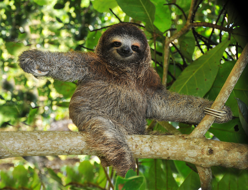 alt_sloth