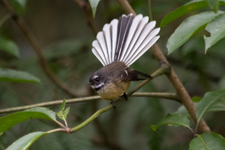 Fantail