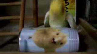 cockatiel vs chocobo can