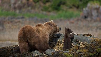 Brown bear mother and cub in Katmai National Park and Preserve, Alaska (© Suzi Eszterhas/Minden Pictures)