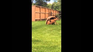 Bear Kills Deer In Residential Neighborhood