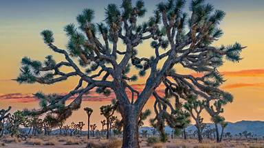 Joshua trees in Joshua Tree National Park, California (© Tim Fitzharris/Minden Pictures)