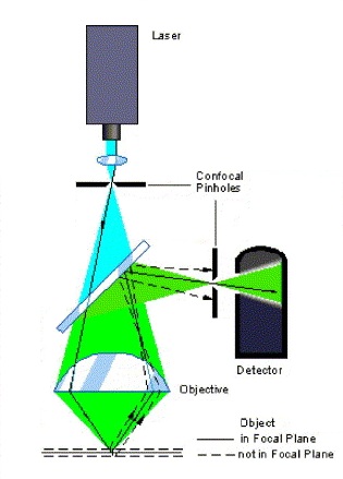 Confocal Microscopy