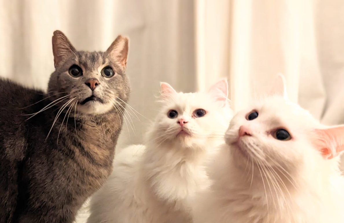 three cats