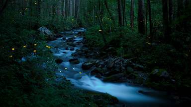 Synchronous fireflies, Great Smoky Mountains National Park, Tennessee (© Floris Van Bruegel/Minden Pictures)