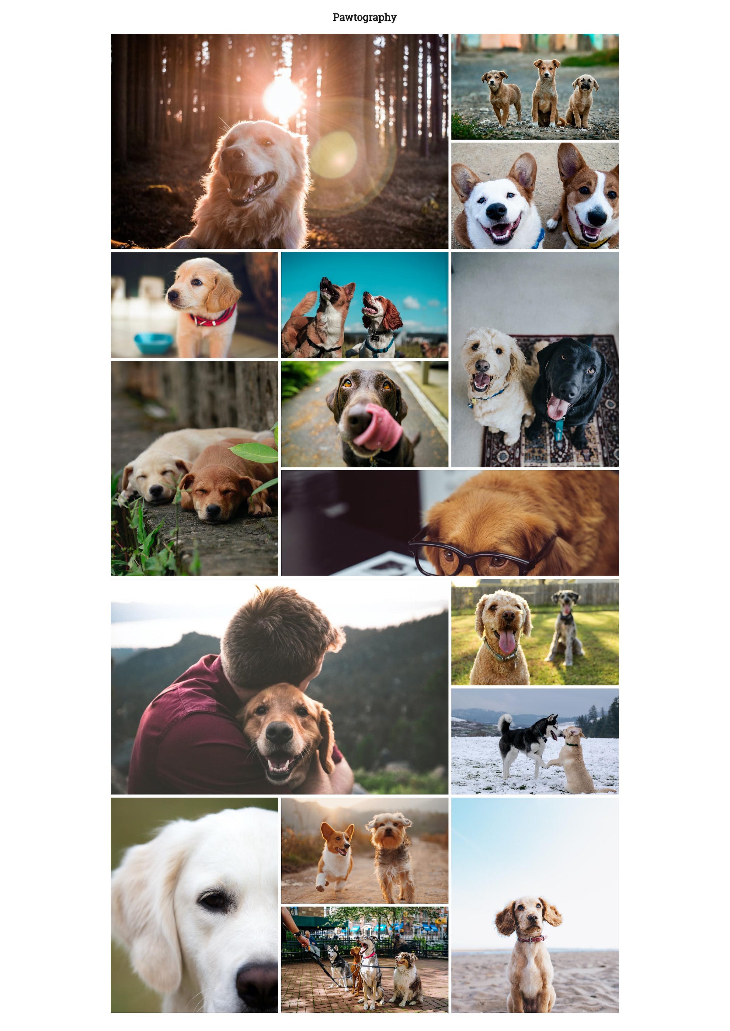 GitHub - amruthpillai/CSSGrid-Pawtography: An exploration into CSS ...