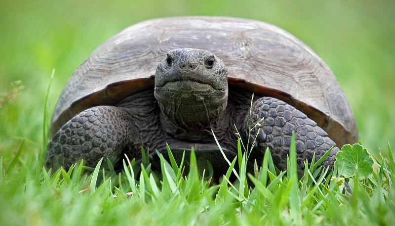 Gopher Tortoise - source: commons.wikimedia.org