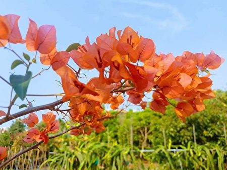 田中这片九重葛花墙瀑布，高达两层楼。