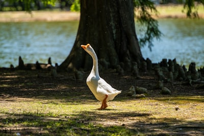 goose image