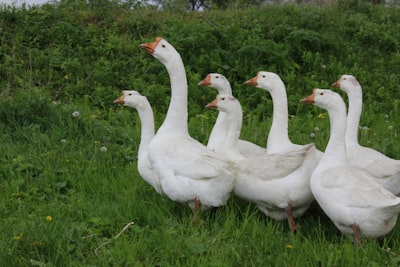 goose image