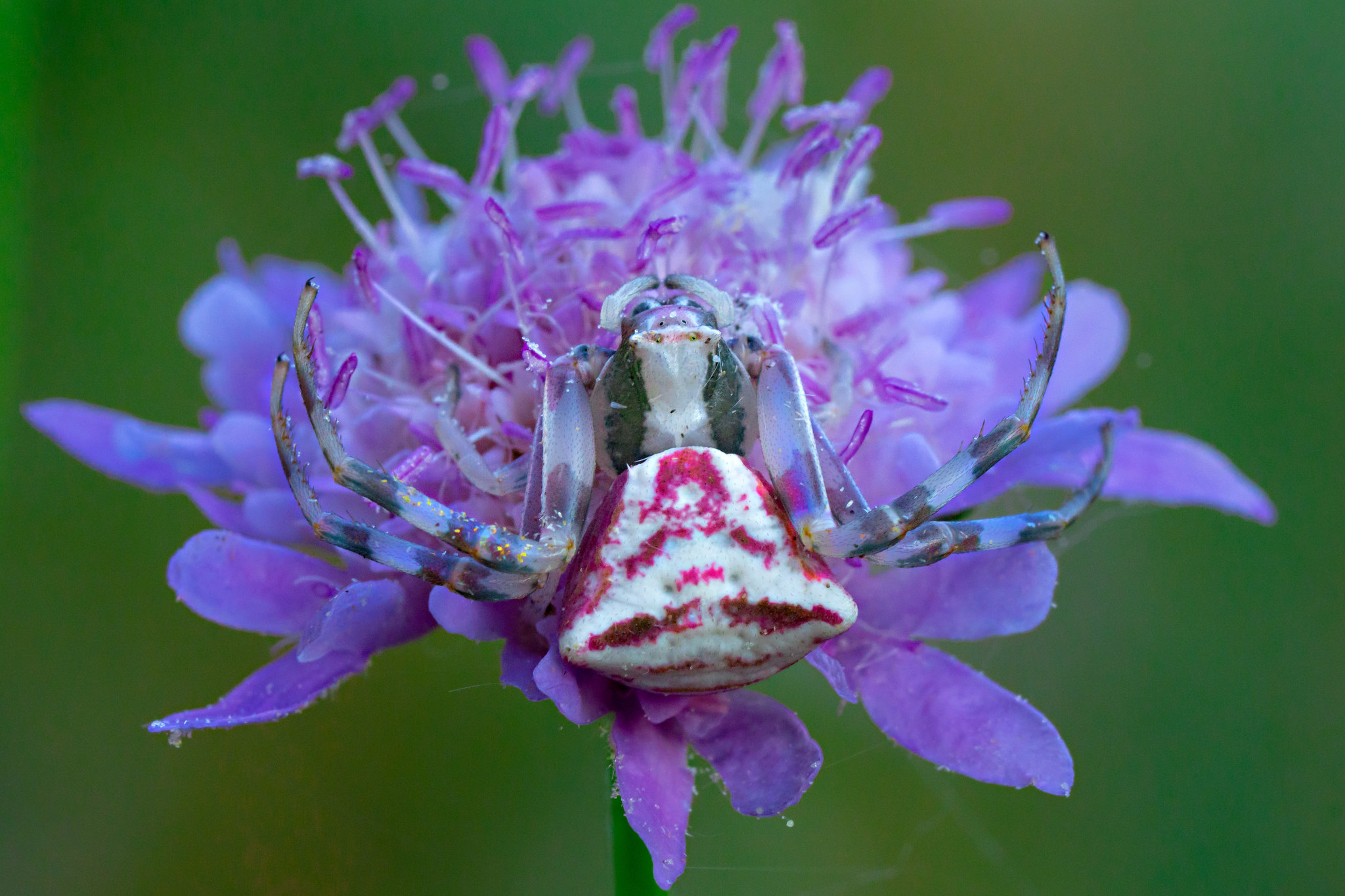 Crab spider