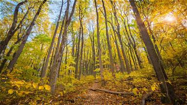 https://cn.bing.com/th?id=OHR.ShenandoahTrail_ZH-CN8626326726&w=384&h=216