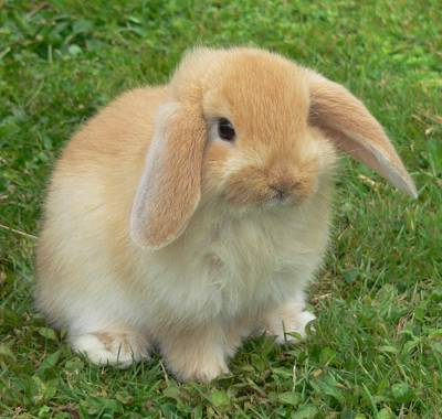 American Fuzzy Lop