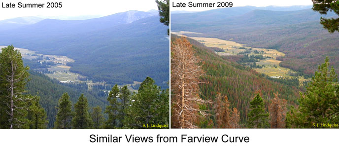 Image_Bark_Beetle_Farview_Curve