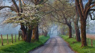 https://cn.bing.com/th?id=OHR.CadesCove_ZH-CN3950297181&w=384&h=216