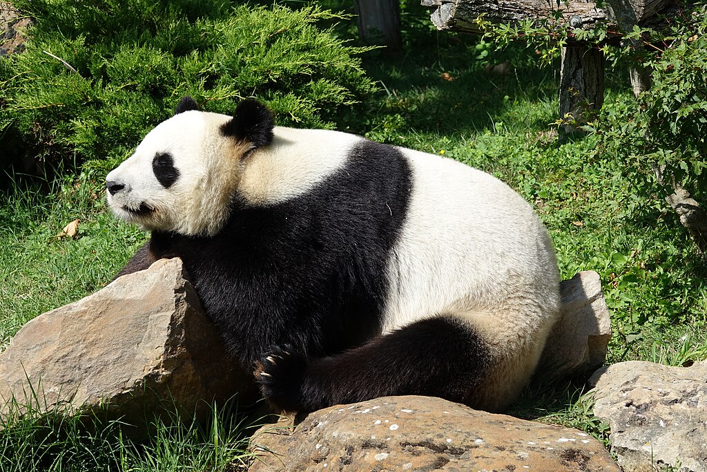 Giant Panda (Ailuropoda Melanoleuca)