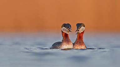 Red-necked grebes in Germany (© Edo van Uchelen/Minden Pictures)