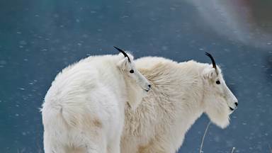 Mountain goats at Glacier National Park in Montana (© Sumio Harada/Minden Pictures)