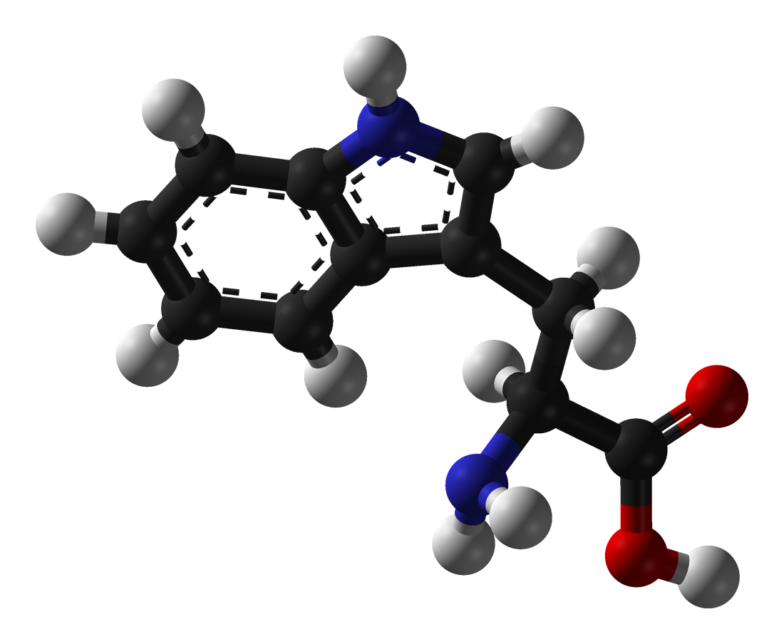 Tryptophan Molecule