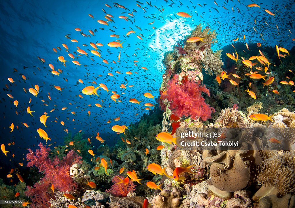 Coral Reef, Red Sea, Egypt