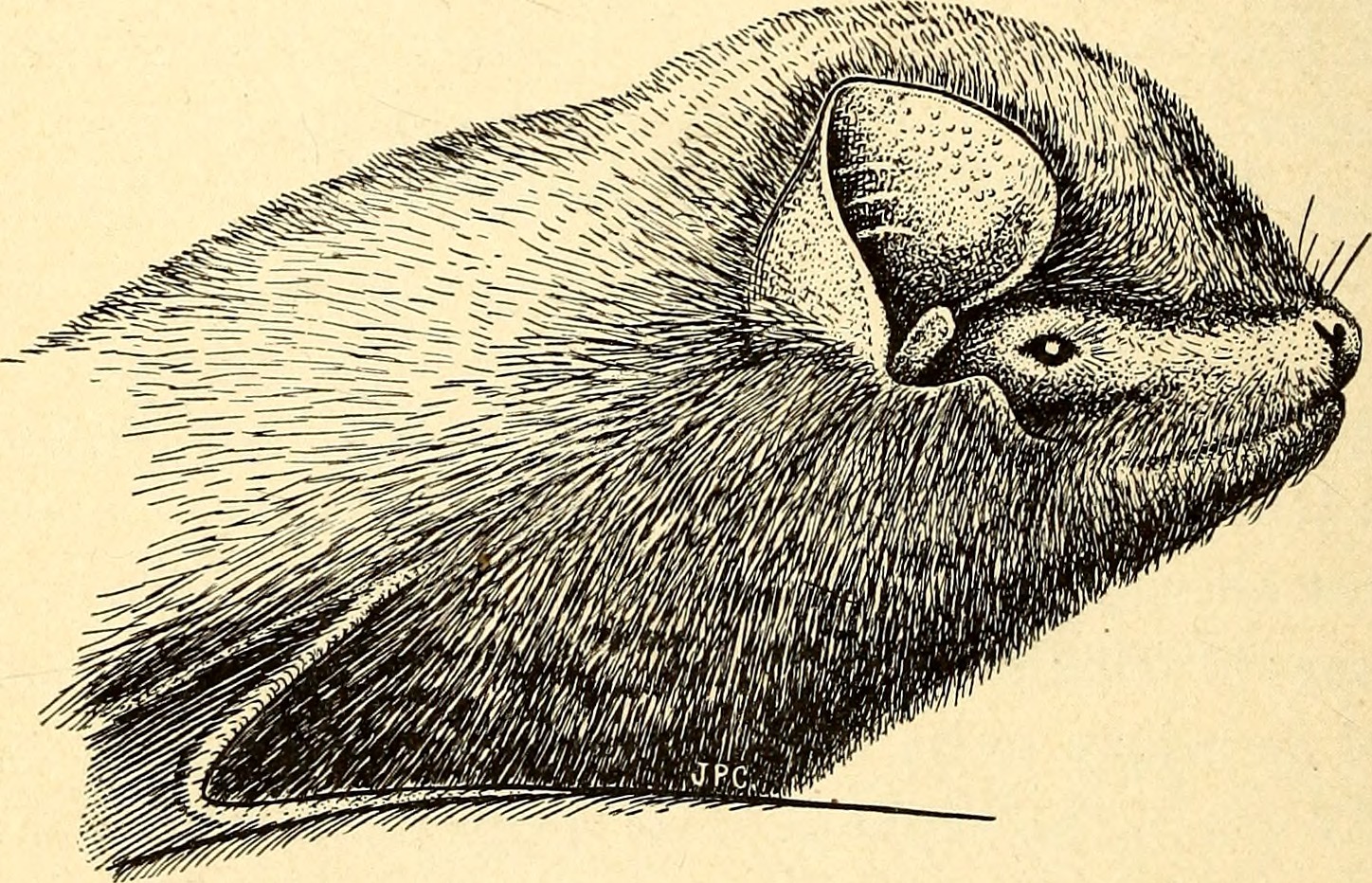 Miniopterus inflatus, the greater long-fingered bat