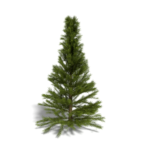 small_pine