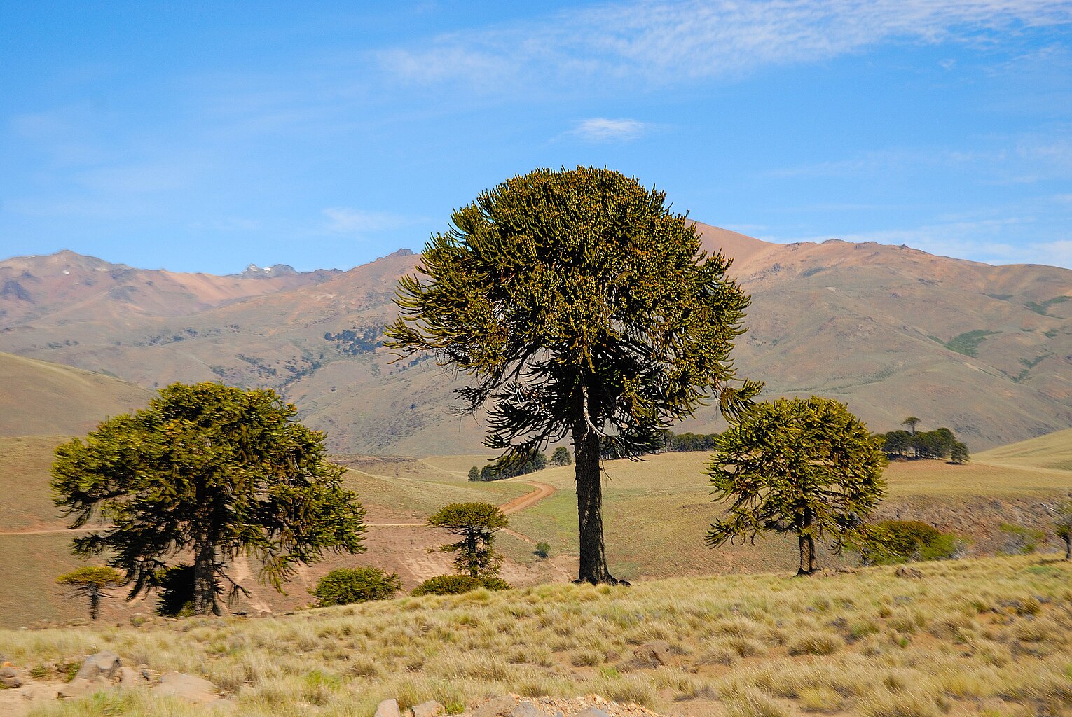 Araucaria