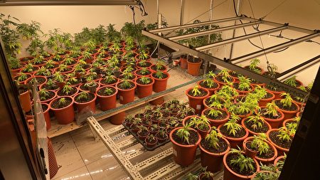 住家内有在室内栽种大麻，当场查扣大麻活株共计三百多株、大麻花成品一千多公克。