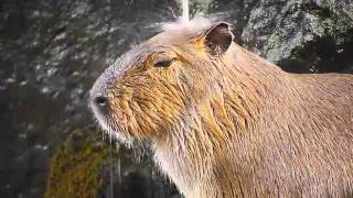 CAPYBARA LOUNGE.WMV