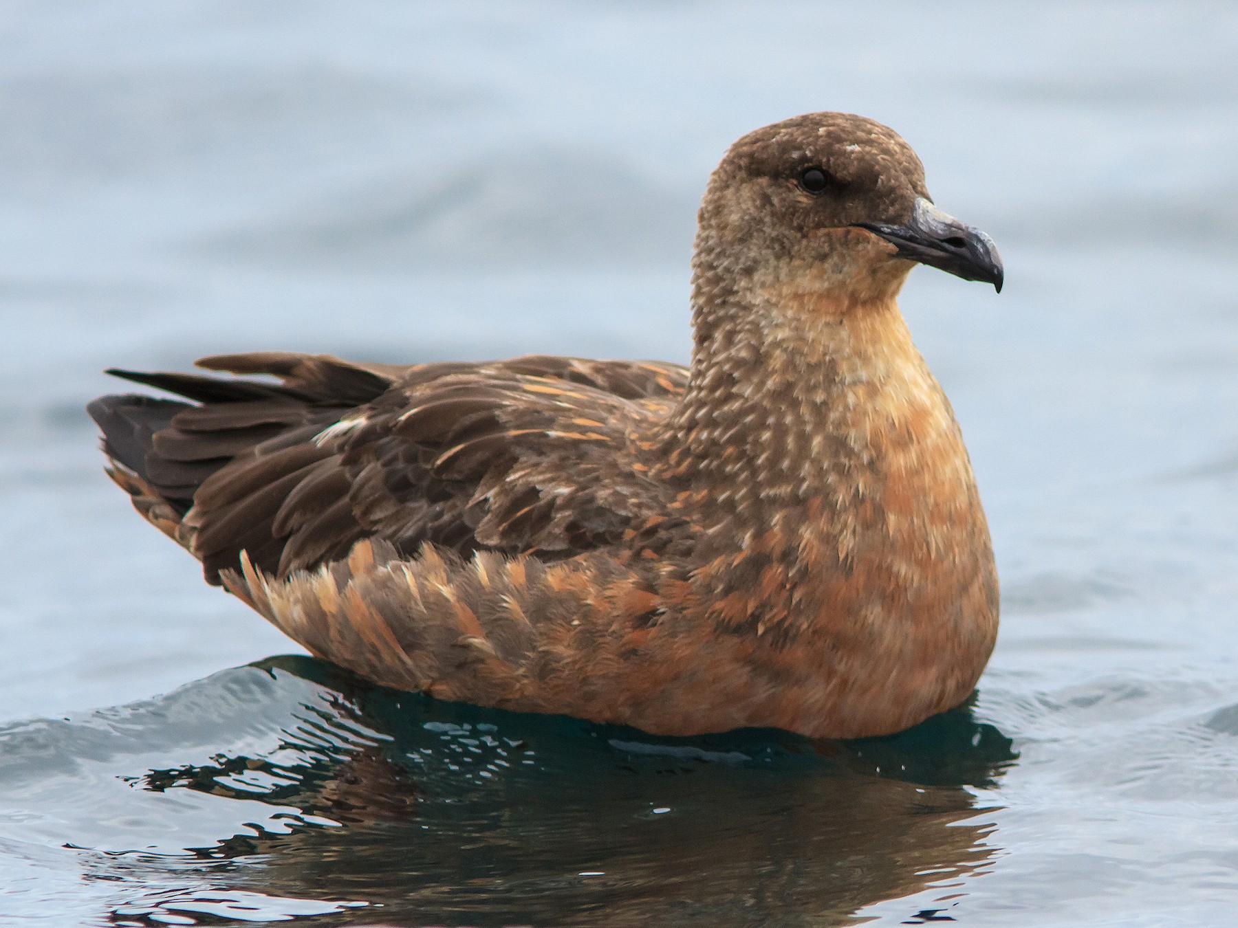 chileanskua