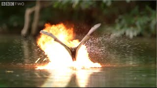 BBC Bat-Crocodile War