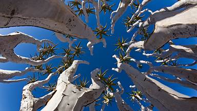 Quiver trees in Namibia (© Fotofeeling/DEEPOL by plainpicture)