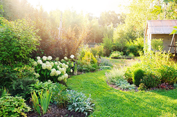 Summer,Private,Garden,With,Blooming,Hydrangea,Annabelle.,Curvy,Lawn,Edge,