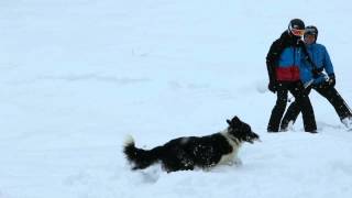 Dog stops two skiers to get some very important assistance
