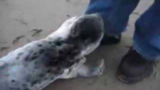Baby Seal