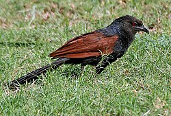 Greater Coucal Centropus sinensis