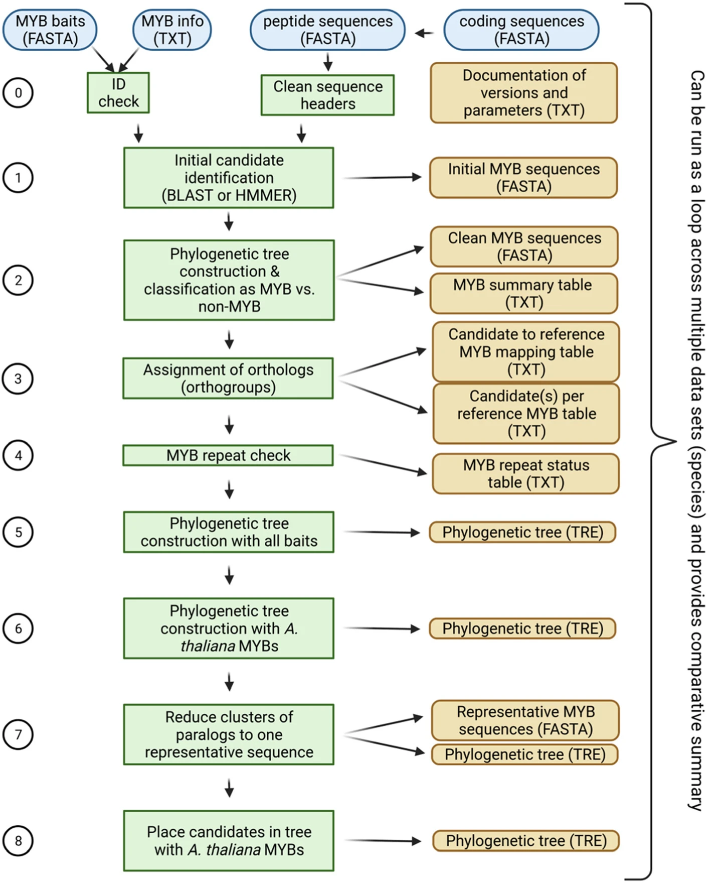 MYB_annotator workflow (Pucker, 2022; doi:10.1186/s12864-022-08452-5)